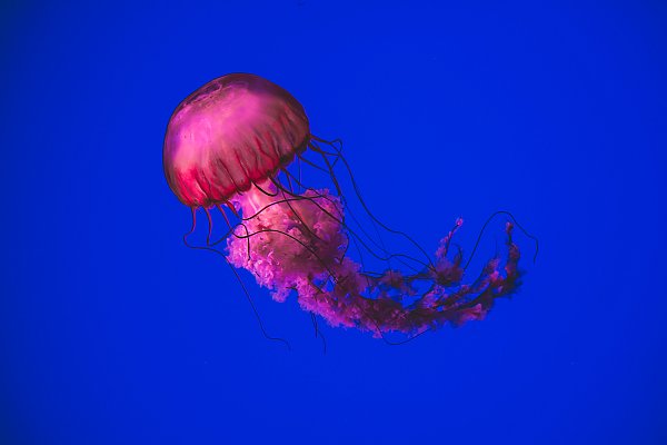Розовая медуза в синем океане