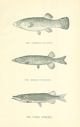Постер The Common Killifish, The Banded Pickerel, The Little Pickerel