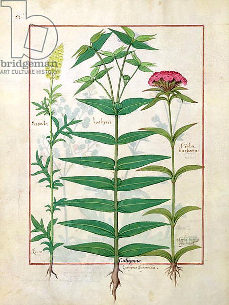 Ms Fr. Fv VI #1 fol. Reseda, Euphorbia and Dianthus, c.1470