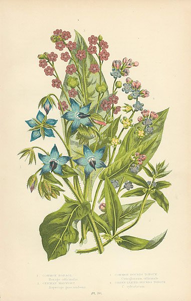 Common Borage, German Madwort, Common Hounds Tongue, Green Leaved Hounds Tongue