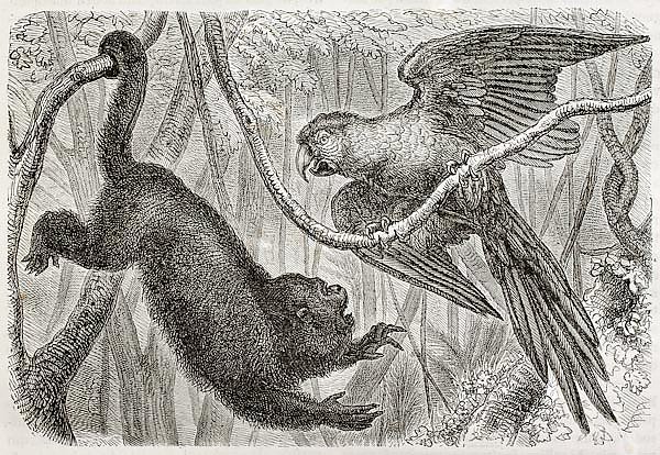 Monkey and a parrot in the jungle. Created by Bocourt and Dupre, published on Merveilles de la Natur
