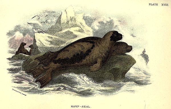 BRITISH MAMMAL 1896 HARP SEAL