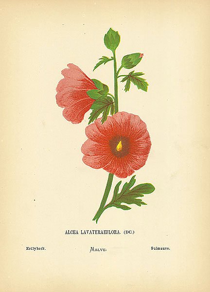 Alcea Lavateraeflora