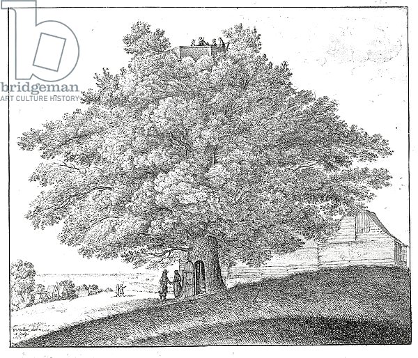 Hollow Tree at Hampstead, 1663
