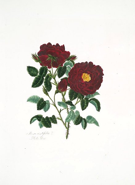 Rosa centifolia4