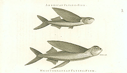 Постер American Flying-Fish, Mediterranean Flying-Fish 1