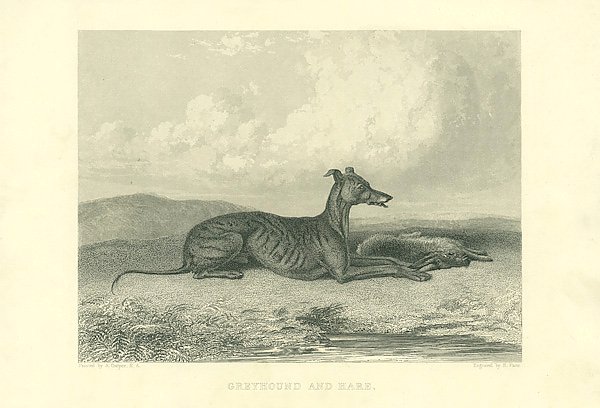 Greyhound and Hare 1