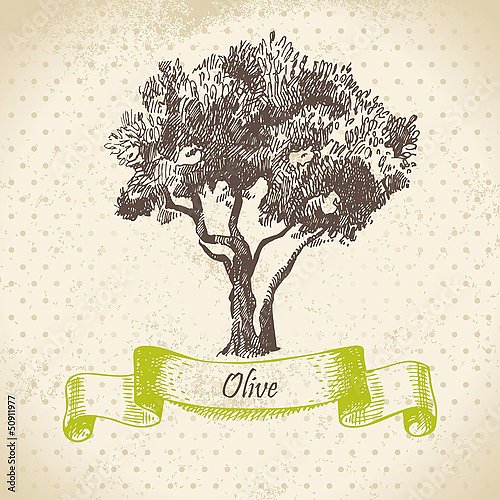 Иллюстрация с оливковым деревом