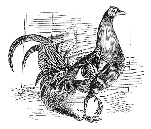 Gamecock or Game Rooster or Game Cockerel or Gallus gallus