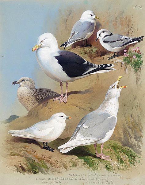 Two kittiwake gulls, two great black-backed gulls, an ivory gull and a glaucous gull