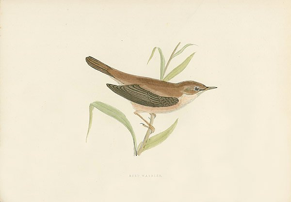 Reed Warbler 3