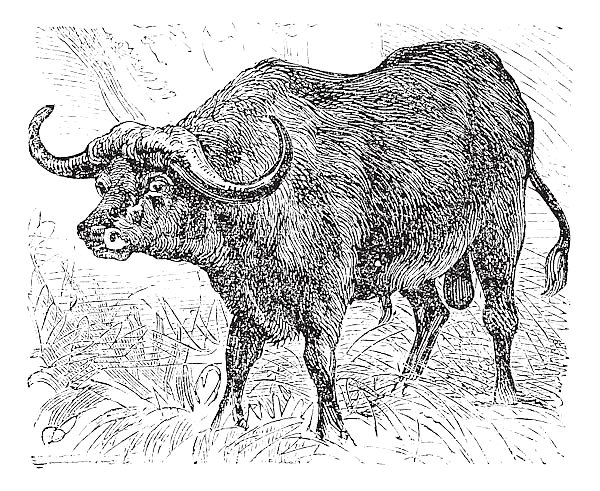 African buffalo or Syncerus caffer, buffalo, vintage engraving.