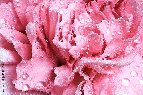Розовая гвоздика в каплях росы