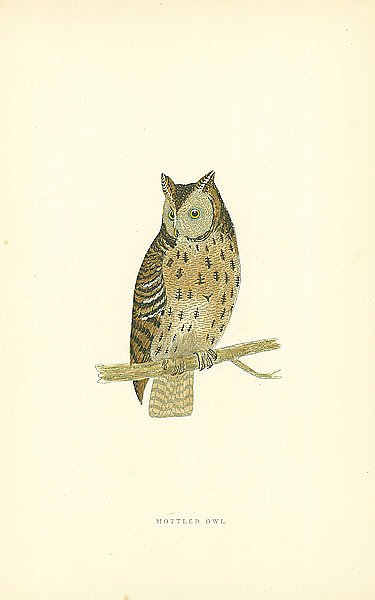 Mottled Owl 3