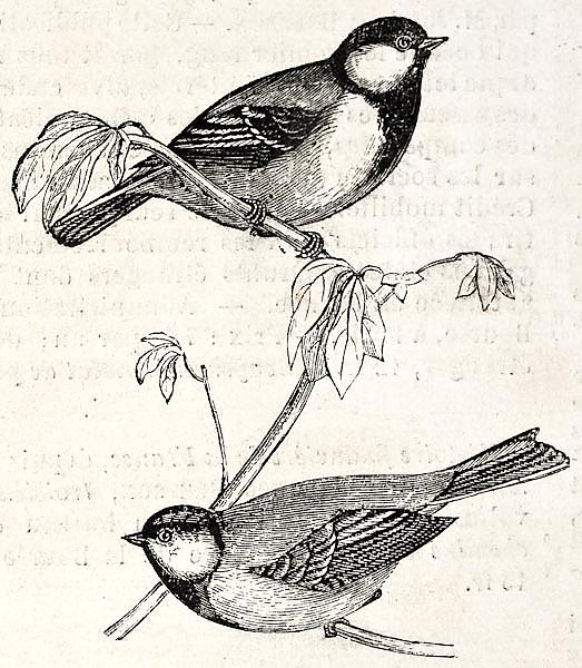 Blue Tit old illustration (Cyanistes caeruelus). By unidentified author, published on L'Illustration