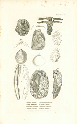 Постер Malleus vulgaris, Perna ephippium, Crenatula avicularis, Gervilia solenoides, Innoceramus sulcatus, Catillus Cuvierii, Pulvinites Adansonii, Etheria elliptica 1