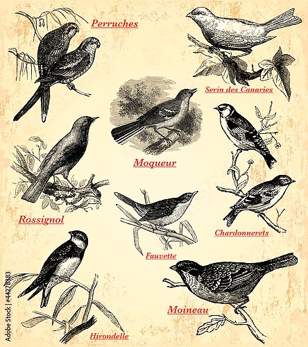 Постер Les Oiseaux