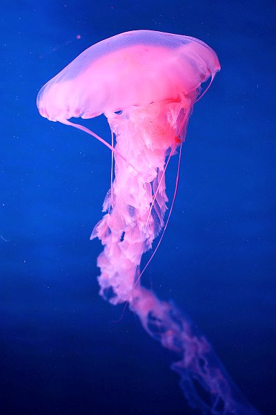 Изящная розовая медуза