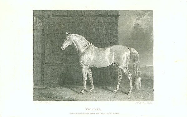 Colonel. One of Her Majestys State Cream-Coloured Horses 1