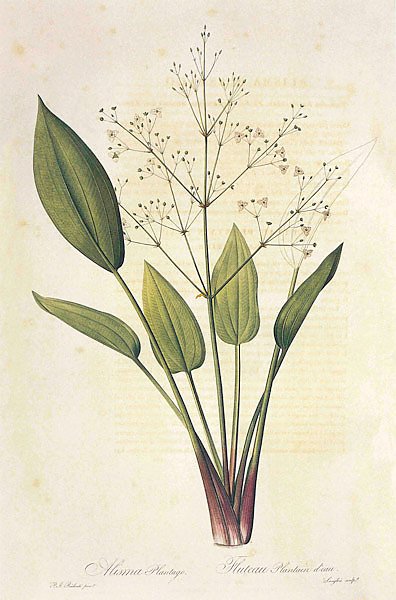 Alisma plantago-aquatica L