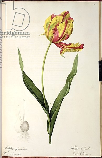 Tulipa gesneriana dracontia, from 'Les Liliacees', 1816