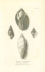 Постер Voluta rudis, Nafsa Northiae, Turbinella tubercularis, Voluta pallida 1