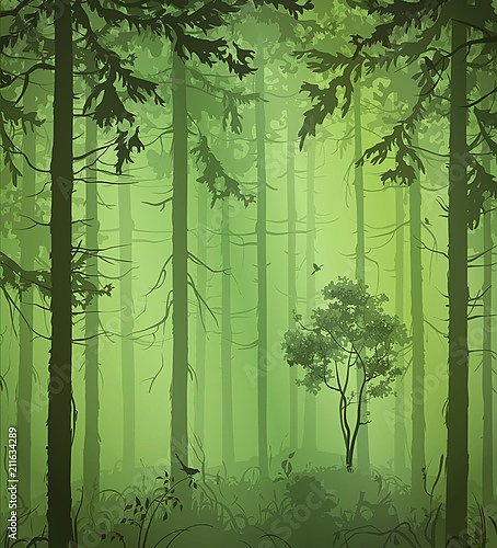 Зеленый туманный лес