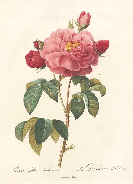 Постер Редюти Пьер Rosa Gallica Aurelianensis
