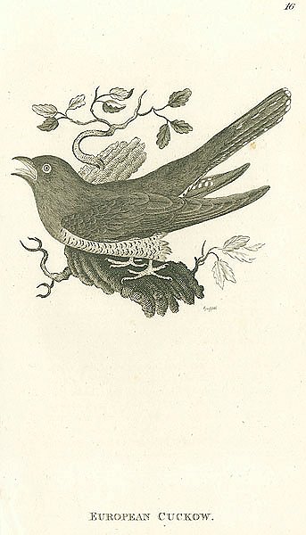 European Cuckow 1