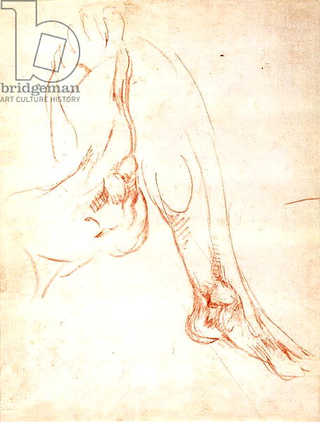 Study of a lower leg and foot