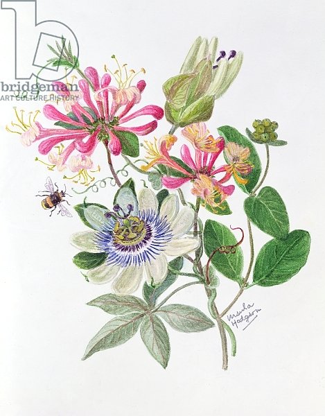 Honeysuckle and Passion flower