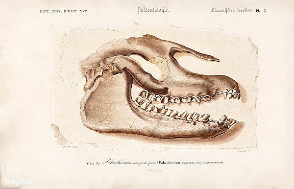 Копытное животное (Palaeotherium)