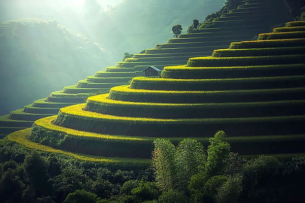 Рисовые терассы Вьетнама