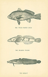 Постер The Fresh Water Drum, The Millers Thumb, The Burbot 2