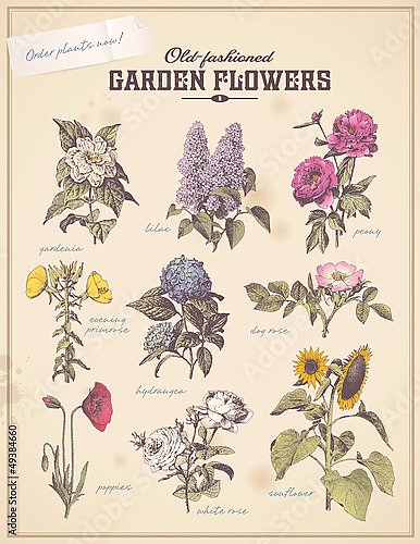 Плакат флориста с 9 садовыми цветами