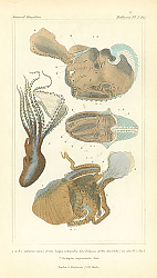 Постер Various views of the Sepia octopedia, Octopus argonautae