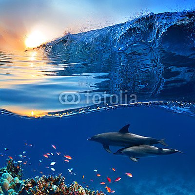 Два дельфина у кораллового рифа