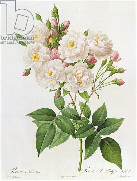 Rosa Noisettiana, from'Les Roses', 19th century 9coloured engraving)