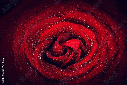 Красная роза в каплях росы 2