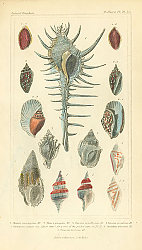 Постер Mollusca №7 1