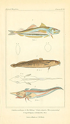 Постер Gadus merlangus, Lota vulgaris, Lepidoleprus coelorhynchus