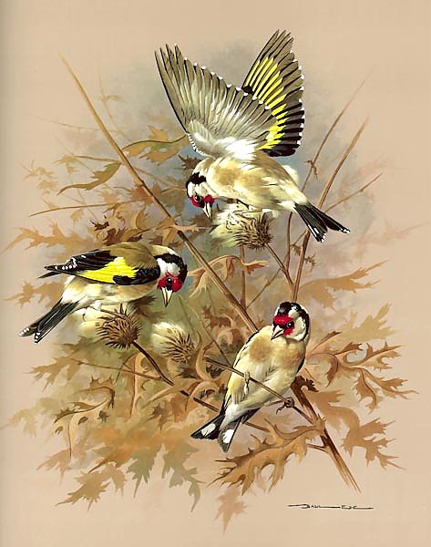 Goldfinch 5