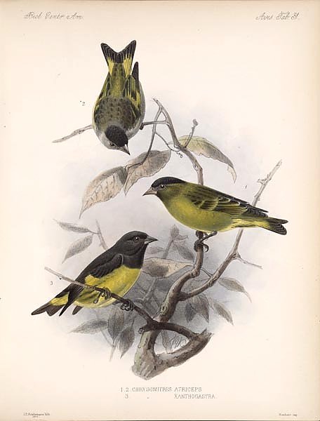 Птицы J. G. Keulemans №33