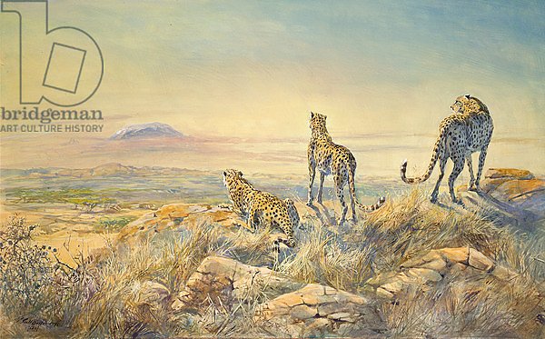 Cheetah with Kilimanjaro in the background, 1991