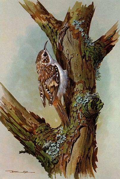 British Birds - Treecreeper