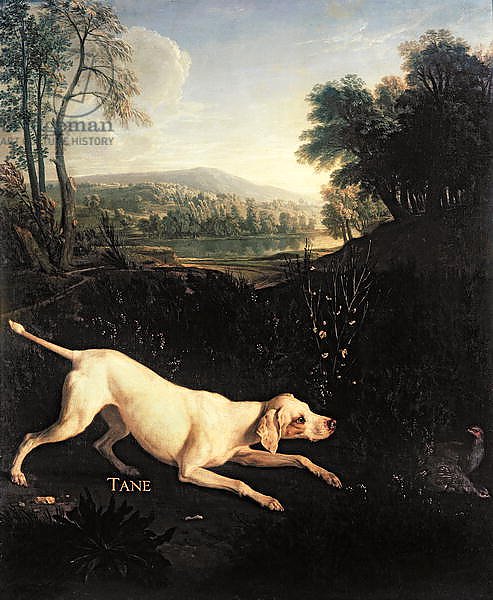 Louis XIV's Dog, Tane