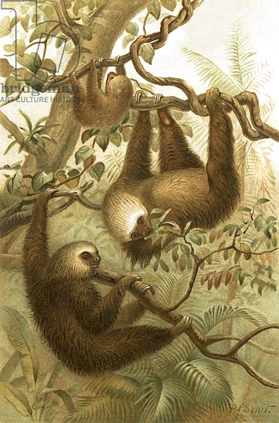 The two toed sloth