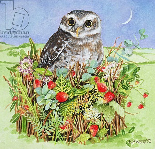Owl in a Woodland Basket, 1993