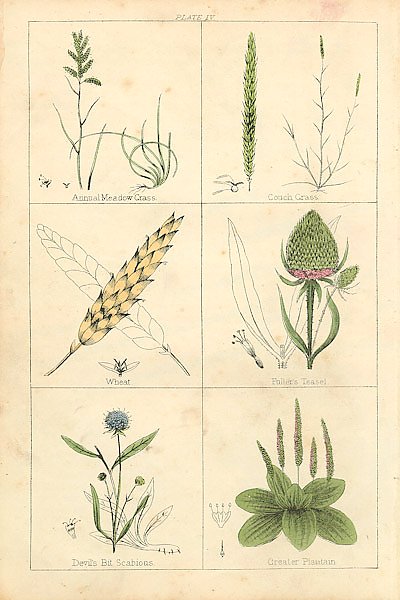 Botanical Magazine #56