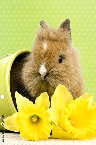 Кролик с желтыми цветами